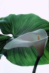 Calla Lily - Zantedeschia Aethiopica - August 1979 ecard09 Calla Lily - Zantedeschia Aethiopica - August 1979 ecard09