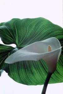 Calla Lily - Zantedeschia Aethiopica - August 1979 Calla Lily - Zantedeschia Aethiopica - August 1979