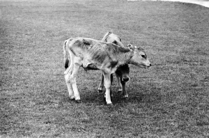 Two calves in pets corner at Chessington Zoo. April 1975 Two calves in pets corner at Chessington Zoo. April 1975