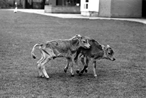 Two calves playing in pets corner at Chessington Zoo. April 1975 Two calves playing in pets corner at Chessington Zoo. April 1975