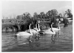 Canadian Trumpter swans presented to the Queenat the Severn WildFowl Trust, Sunbridge Canadian Trumpter swans presented to the Queenat the Severn WildFowl Trust, Sunbridge