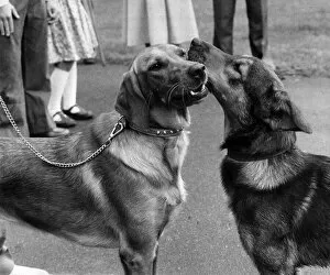 Images Dated 3rd August 1979: Candy and Romeo, nicknamed Houdini by the Police meet. AaRomeoe the would-be husband of