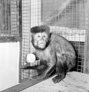 A Capucine Monkey seen here eating an icecream cone. February 1975 75-0735-001 A Capucine Monkey seen here eating an icecream cone. February 1975 75-0735-001