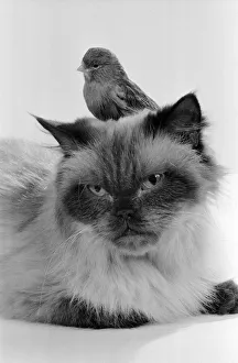 Cat & Bird in studio 26th November 1986. *** Local Caption *** Best of friends Best Cat & Bird in studio 26th November 1986. *** Local Caption *** Best of friends Best