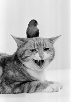 Cat & Bird in studio 26th November 1986. *** Local Caption *** Best of friends Best Cat & Bird in studio 26th November 1986. *** Local Caption *** Best of friends Best