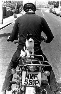 00150 Gallery: Cat called Maurice on motorcycle pillion circa 1973