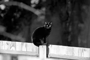 Cat on fence. LF08-16-051