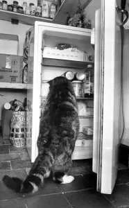Cat helps himself to food in the fridge. 2nd March 1990 Cat helps himself to food in the fridge. 2nd March 1990