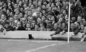 A cat interrups the English league division one match between Arsenal A cat interrups the English league division one match between Arsenal