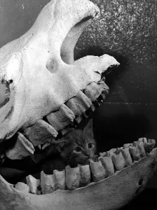 00150 Gallery: Cat kitten called Ten sing sitting in skull of rhino Belle Vue Zoo Manchester