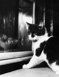 00150 Gallery: cat looking at gold fish swimming in aquarium one of the three pictures by Daily Record