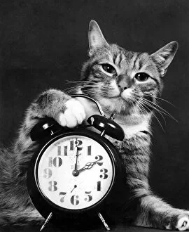 Its Cat Napping Time: When the Clocks go on one hour in the spring everyone loses an