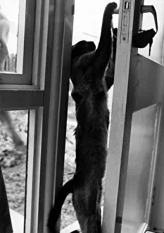 00150 Gallery: Cat opening door Susa cat belonging to Carole Moffat Eastfield Lea Northumberland