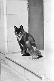 00136 Gallery: Cat with Pigeon May 1960 A©Mirrorpix