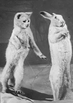Cat and Rabbit jumping (original plate) XP00 XP20 C1152/30 Cat and Rabbit jumping (original plate) XP00 XP20 C1152/30