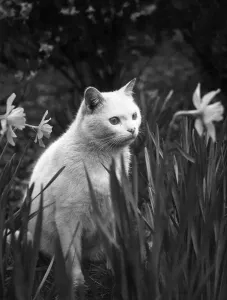 Cat sitting in gardens. Circa 1974. P006154 Cat sitting in gardens. Circa 1974. P006154