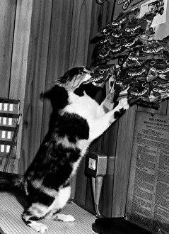 Cat stealing packet pork scratchings Squeak pub cat belongs to Marjorie Birchall Roebuck Cat stealing packet pork scratchings Squeak pub cat belongs to Marjorie Birchall Roebuck