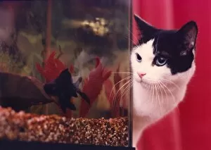 Images Dated 1st January 1990: A cat watching some fish