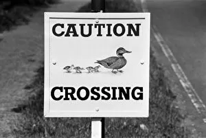 Images Dated 1st August 1980: Caution, Duck Crossing Sign at the Village of Sherfield on Loddon, North Hampshire