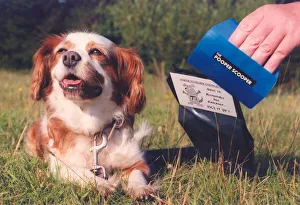 A Cavalier King Charles Spaniel showing how its done with a pooper scooper A Cavalier King Charles Spaniel showing how its done with a pooper scooper