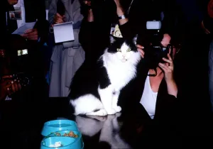 Celebrity cat Humphrey the cat returns home to No.10 Downing Street. September 1995 Celebrity cat Humphrey the cat returns home to No.10 Downing Street. September 1995