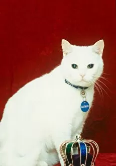 Images Dated 22nd October 1995: Celebrity pets Feature. Arthur from the Cat food advert