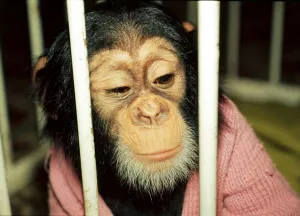 Chad, the 10 months old baby chimpanzee at Chester Zoo looking through bars Chad, the 10 months old baby chimpanzee at Chester Zoo looking through bars