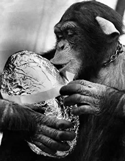 Images Dated 7th April 1971: Charles the Chimp: Charles the 3 year old Chimp - with his easter egg