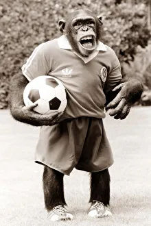 Charlie the chimp tries out as New England football coach Charlie the chimp tries out as New England football coach