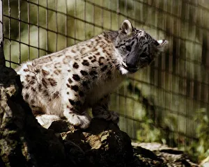 Chessington Zoos new Snow Leopard cub Raisa August 1993 Chessington Zoos new Snow Leopard cub Raisa August 1993