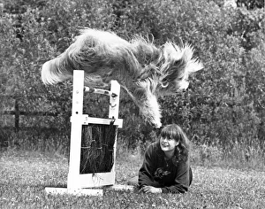 Images Dated 21st July 1989: Chewy the Collie, is taking the lead in a new sport which is becoming increasingly