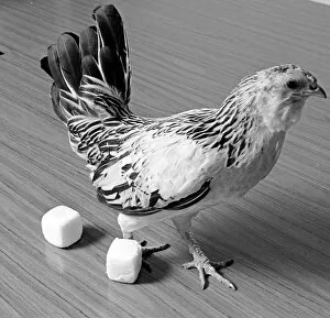Chicken lays square eggs Circa April 1970