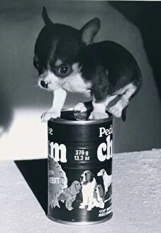 Images Dated 19th January 1981: Chihuahua Puppy on a Pedigree Chum tin of dog food January 1981