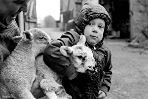 Children/Animals/Cute. Lambs and Child. December 1976 76-07533-003 Children/Animals/Cute. Lambs and Child. December 1976 76-07533-003