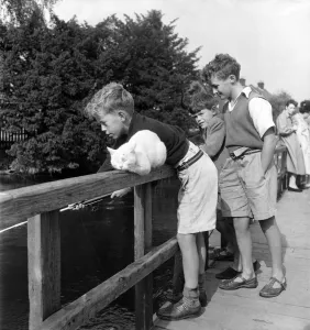 Children Fishing in river Avon near Salisbury & cat watches. August 1952 C4155 Children Fishing in river Avon near Salisbury & cat watches. August 1952 C4155