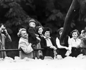 Children looking at elephants at London Zoo. 21st September 1953 Children looking at elephants at London Zoo. 21st September 1953