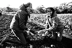 These children are potato picking or spud bashing as some of us like to call it These children are potato picking or spud bashing as some of us like to call it