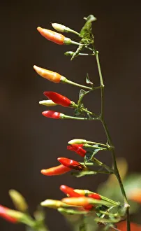 Chilli plant in the field, of Paul McIlhenny, on his Avery Island estate home of Chilli plant in the field, of Paul McIlhenny, on his Avery Island estate home of