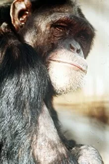 Images Dated 3rd April 1991: Chimp April 1991