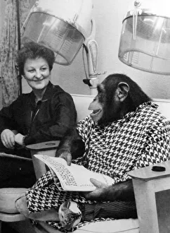 Images Dated 2nd December 1981: A chimp from Twycross Zoo enjoys a little pampering at the hair dressers. December 1981