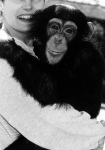 Chimpanzee and Ailsa Berk October 1984 Lucy the Chimp Chimpanzee and Ailsa Berk October 1984 Lucy the Chimp