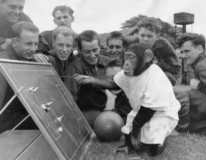 Chimpanzee August 1962 Jackie The Chimp at Flamingo Park Zoo Yorkshire discussing team Chimpanzee August 1962 Jackie The Chimp at Flamingo Park Zoo Yorkshire discussing team