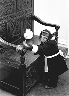 A Chimpanzee brushing up on the housework at Twycross Zoo. 30th May 1980 A Chimpanzee brushing up on the housework at Twycross Zoo. 30th May 1980