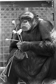 Images Dated 17th March 1986: A CHIMPANZEE AT CHESSINGTON ZOO 17 / 03 / 1986