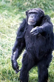 Chimpanzee at Chester Zoo reaching out August 1979 Chimpanzee at Chester Zoo reaching out August 1979