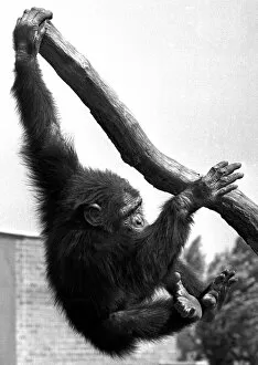 Images Dated 14th June 1984: A chimpanzee climbing a tree at Twycross Zoo, Warwickshire. 14th June 1984