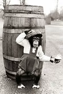 Images Dated 1st October 1983: Chimpanzee in dungarees and a hat standing in front of a barrel