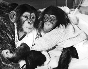 Chimpanzee Jamie (Right). November 1987 P009710 Chimpanzee Jamie (Right). November 1987 P009710
