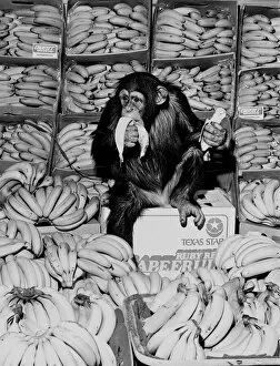 Images Dated 20th February 1976: A Chimpanzee in paradise at Twycross Zoo. 20th February 1976
