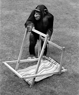 Images Dated 30th August 1980: A Chimpanzee at Twycross Zoo embracing the Summer weather with a deck chair